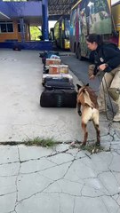 Messi da PRF encontra mais de 22 kg de drogas em bagagem e mulher acaba presa por tráfico na Bahia