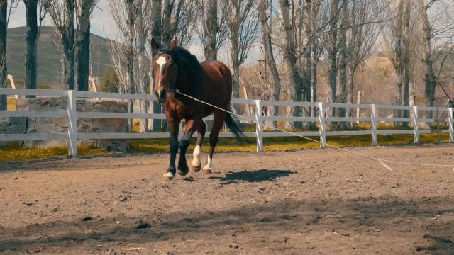 Horse Galloping Around a Ranch 🐎 | Stunning Animal & Nature VideoA stunning view of a horse galloping freely around a ranch, capturing the beauty of animals and nature.This video is relaxing, natural, and perfect for animal lovers worldwide 🌍
