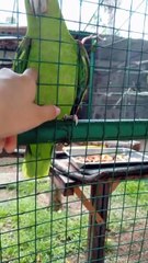 Cute Parrot That Talks and Asks for Cuddles 🦜 The Most Affectionate Parrot