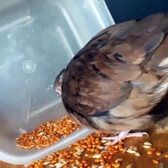 My little dove eating seeds 🐦 Cute close-up of a dove