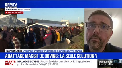 Vaccin contre la dermatose bovine: "On a encore bon espoir de diffusion de cette maladie et d'éviter cette mesure très coûteuse", estime Raphaël Guatteo, enseignant chercheur