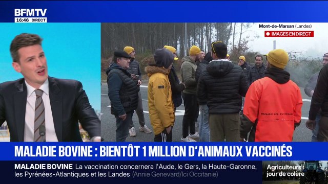 Dermatose bovine: la ministre de l'Agriculture ne se rendra pas sur les points de blocage mais tiendra une réunion en visioconférence avec les élus des zones touchées par la maladie