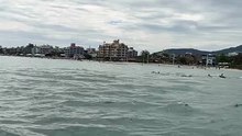 Golfinhos surpreendem banhistas em praia turística de Florianópolis