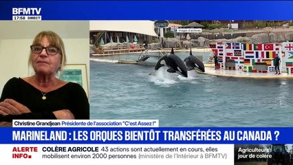 Christine Grandjean, présidente de l'association "C'est Assez!", estime que le transfert de deux orques du parc aquatique Marineland vers le Canada "est une bonne chose"