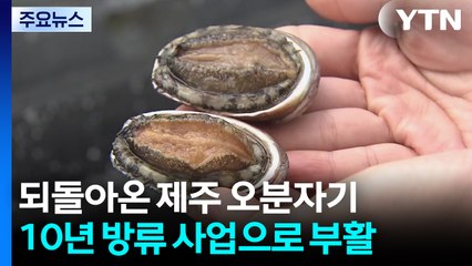 되돌아온 제주 '오분자기'...10년 방류 사업으로 부활 / YTN