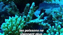 Cet haut-parleur sous-marin redonne vie aux récifs coralliens !