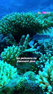 Cet haut-parleur sous-marin redonne vie aux récifs coralliens !