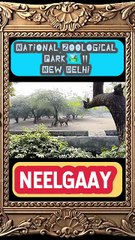 🐂 True symbol of Indian wilderness and resilience.  #BlueBull #IndianWildlife