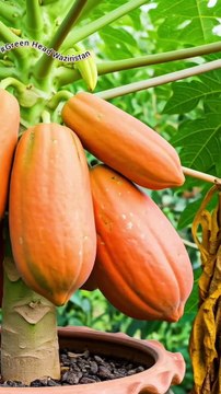 papaya tree grafting!
