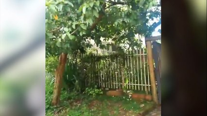 “Levei mais de 20 ferroadas”: Ataque de abelhas assusta moradores do Centro de Cascavel