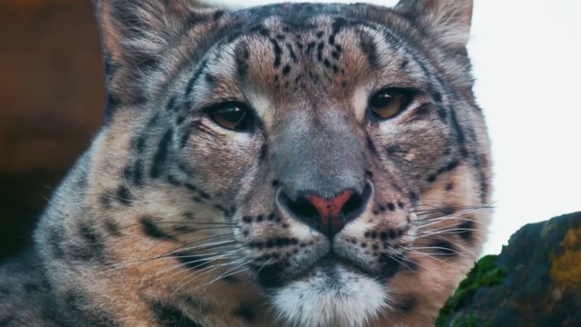 La storia del leopardo delle nevi che è tornato a vedere dopo un intervento di cataratta
