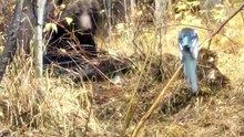 A grizzly bear briefly disinvites some magpies from sharing a carcass 🔥