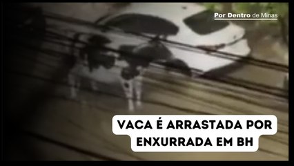 Vaca é arrastada por enxurrada após forte chuva na Rua Alberto Cintra, em BH