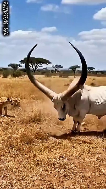 Lion attack
