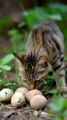 the cat found eggs 🤯#cat #cute