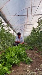 Arugula is being harvested between the rows of tomatoes.