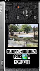 🦌 Brow-Antlered Deer  — “Dancing Deer” #BrowAntleredDeer #WildlifeIndia