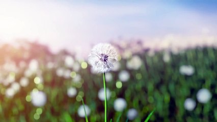 Omniscient Reader: The Prophecy