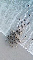 🐧 Tous les matins, les manchots royaux se mettent en marche. Alignés, élégants et déterminés, ils avancent vers l’océan comme des navetteurs partant au travail. Pas de métro, pas de stress — juste l’appel de la mer glacée.