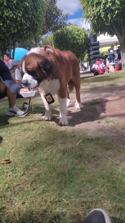 Perrito después de la carrera 3k