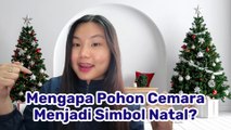 Mengapa Pohon Cemara Menjadi Simbol Natal? Ini Sejarah dan Makna di Baliknya