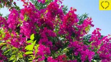 How to grow bougainvillea plant at home!