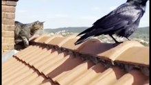 Funny animals 😆