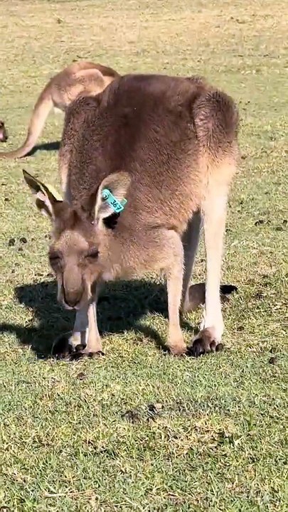 Australian kangaroo 🦘