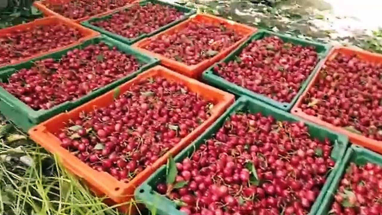 American_Farmers_Harvest_Billions_Of_Pounds_Of_Fruit_And_Vegetables_This_Way_-_Farming(360p)