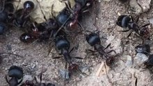 Ant Mound