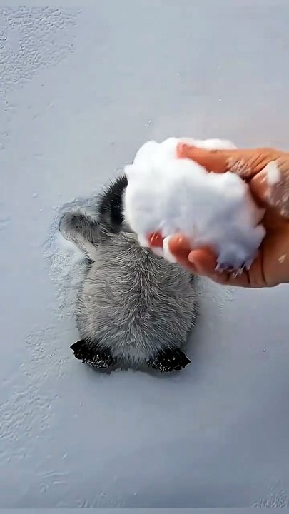 Cutie Penguin 🐧
