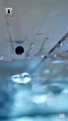 Case Closed The Legal Queen Returns #FullMovie