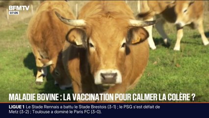 "Ça fait plus d'un mois et demi qu'on le demande": les agriculteurs regrettent une campagne de vaccination trop tardive de leurs animaux