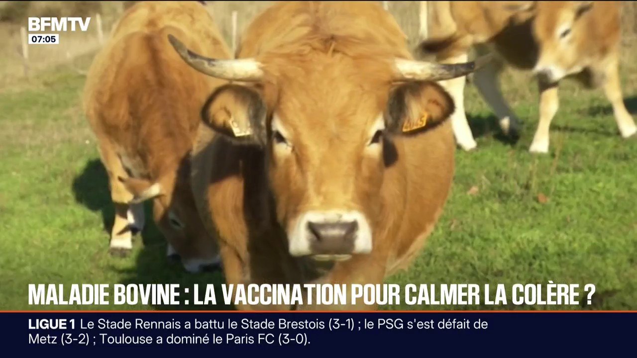 "Ça fait plus d'un mois et demi qu'on le demande": les agriculteurs regrettent une campagne de vaccination trop tardive de leurs animaux