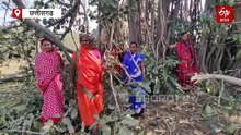 सूरजपुर में 'चिपको आंदोलन', बरगद पेड़ काटने का ग्रामीणों ने किया विरोध