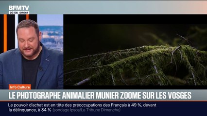 "Le Chant des forêts": le photographe Vincent Munier zoome sur les Vosges dans un documentaire