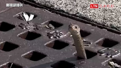 水溝蓋上插「棍子」？牠呆萌探頭被拍下 網呼：好可愛