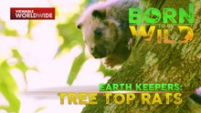 Mailap na bushy-tailed cloud rat, mahanap kaya ni Doc Nielsen Donato? | Born to Be Wild