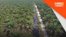 FELCRA sedia beri kerjasama penuh berkaitan perolehan ladang sawit