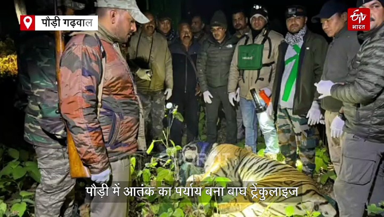 पौड़ी में आतंक का पर्याय बना बाघ ट्रेंकुलाइज, स्पेशल टीम ने किया पिंजरे में कैद