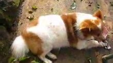my lovely pet