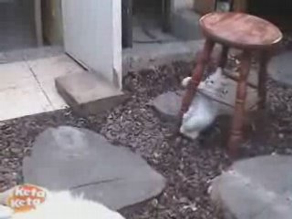 Cute Kitten Teases Dog