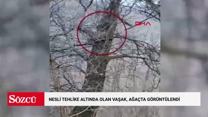 Nesli tehlike altında olan vaşak, ağaçta görüntülendi