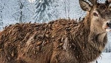 AMAZING DEER RESCUE