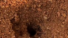 Ant Hill