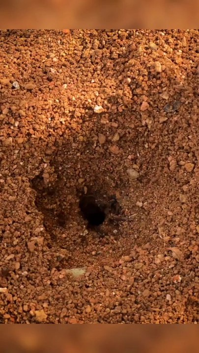 Ant Hill
