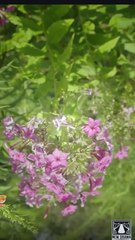 His Lost Lycan Luna Full Movie