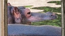 Hippo at Delhi Zoo: 3 Ton Monster in Action! 🦛