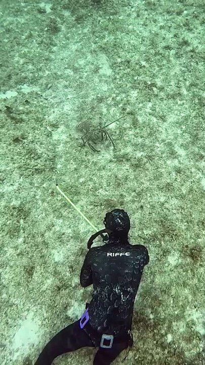 Catching Giant Lobster using rope