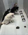 This four dogs have been taught to wait for their slower sibling, before starting their meal.